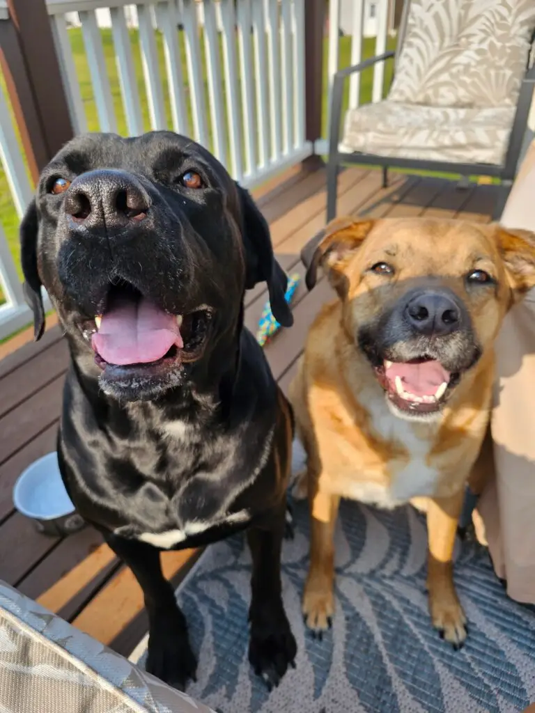 Employee spotlight of Jaide Brown and her dogs